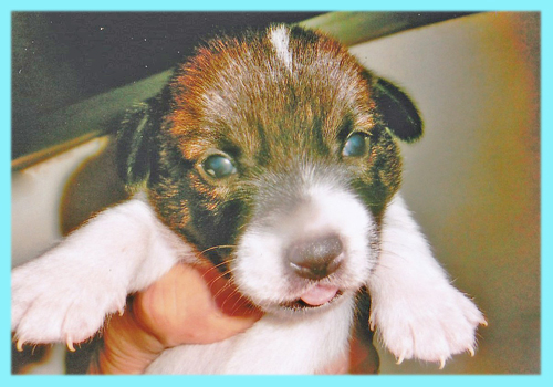 ジャックラッセルテリア　オス　タン＆ホワイト　子犬販売の専門店　AngelWan　横浜