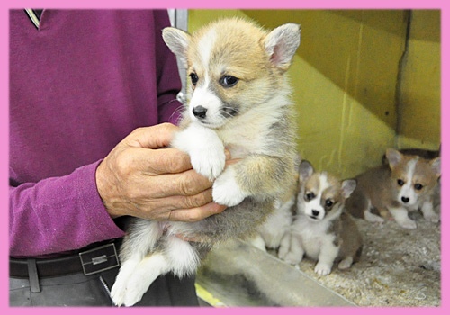 コーギー　メス　子犬販売の専門店　AngelWan　横浜