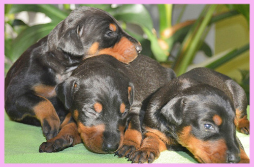 ドーベルマン　ブラックタン　メス　子犬販売の専門店　AngelWan　横浜