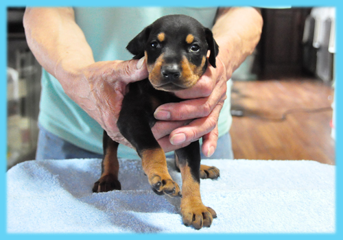 ドーベルマン　ブラックタン　オス　子犬販売の専門店　AngelWan　横浜