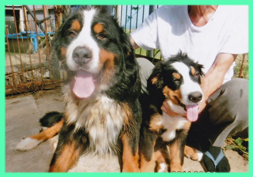 バーニーズマウンテンドッグ　オス　子犬販売の専門店　AngelWan　横浜