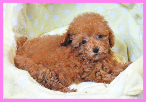 トイプードル レッド メス 子犬販売の専門店 AngelWan 横浜
