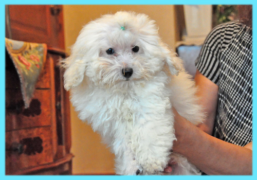 トイプードル　ホワイト　オス　子犬販売の専門店　AngelWan　横浜