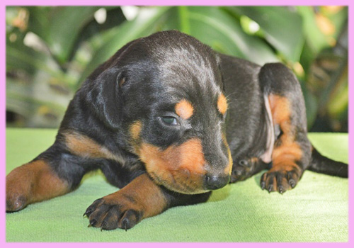 ドーベルマン　ブラックタン　メス　子犬販売の専門店　AngelWan　横浜