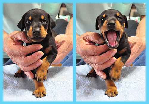 ドーベルマン　ブラックタン　オス　子犬販売の専門店　AngelWan　横浜