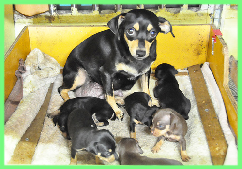 ミニチュアピンシャー　子犬販売の専門店　AngelWan　横浜