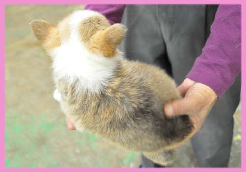 コーギー　メス　子犬販売の専門店　AngelWan　横浜