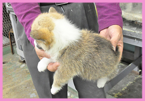 コーギー　メス　子犬販売の専門店　AngelWan　横浜