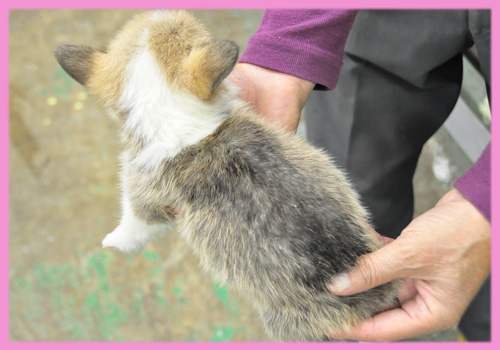 コーギー 子犬販売の専門店 AngelWan 横浜