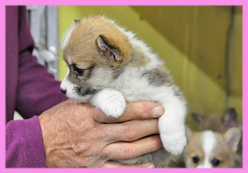 コーギー　メス　子犬販売の専門店　AngelWan　横浜
