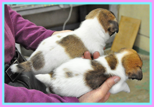 ジャックラッセルテリア　子犬販売の専門店　AngelWan　横浜