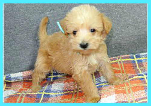 ミックス　シュナプー　子犬販売の専門店　AngelWan　横浜