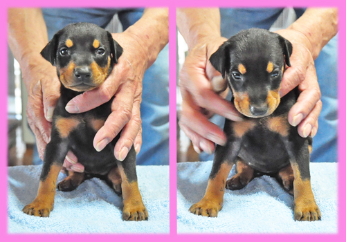 ドーベルマン ブラックタン メス 子犬販売の専門店 AngelWan 横浜