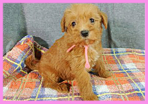 ミックス　シュナプー　メス　子犬販売の専門店　AngelWan　横浜