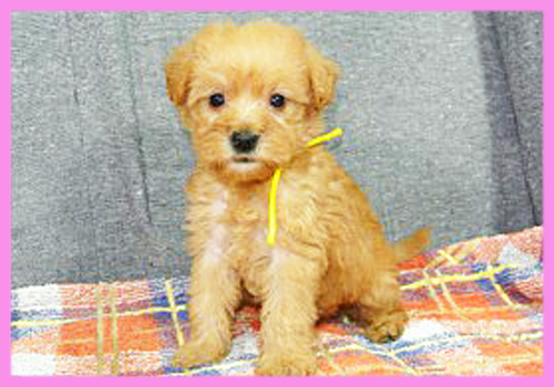 ミックス　シュナプー　メス　子犬販売の専門店　AngelWan　横浜