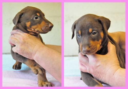 ドーベルマン チョコレートタン メス 子犬販売の専門店 AngelWan 横浜