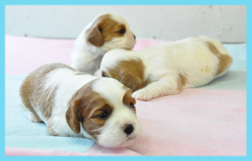キャバリア　オス　子犬販売の専門店　AngelWan　横浜