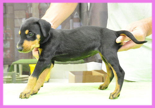 ドーベルマン　ブラックタン　メス　子犬販売の専門店　AngelWan　横浜