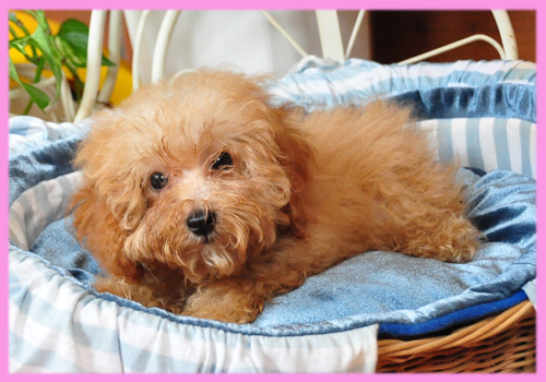 トイプードル アプリコット メス 子犬販売の専門店 AngelWan 横浜