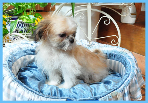 シーズー オス 子犬販売の専門店 AngelWan 横浜