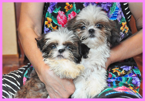 シーズー　ホワイト＆ゴールド　メス　子犬販売の専門店　AngelWan　横浜