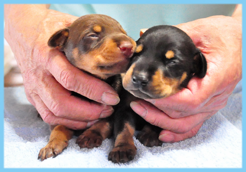 ドーベルマン　ブラックタン　チョコレートタン　オス　子犬販売の専門店　AngelWan　横浜