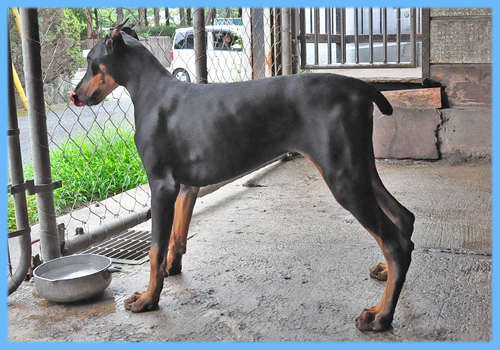 ドーベルマン　ブラックタン　オス　子犬販売の専門店　AngelWan　横浜