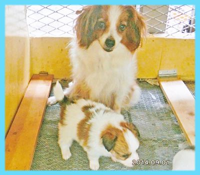 パピヨン ホワイト&レッド オス 子犬販売の専門店 AngelWan 横浜