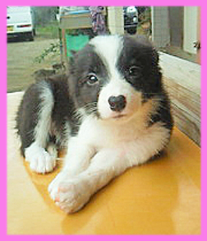 ボーダーコリー　ブラック＆ホワイト　メス　子犬販売の専門店　AngelWan　横浜