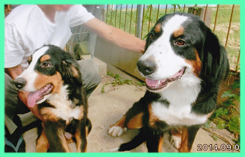 バーニーズマウンテンドッグ　オス　子犬販売の専門店　AngelWan　横浜