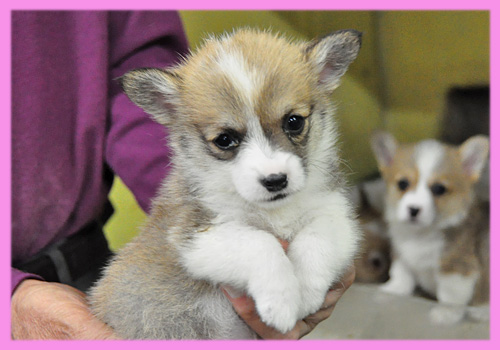 コーギー　メス　子犬販売の専門店　AngelWan　横浜