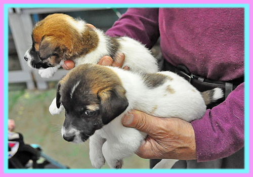 ジャックラッセルテリア　子犬販売の専門店　AngelWan　横浜