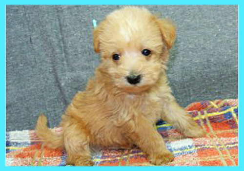 ミックス　シュナプー　子犬販売の専門店　AngelWan　横浜