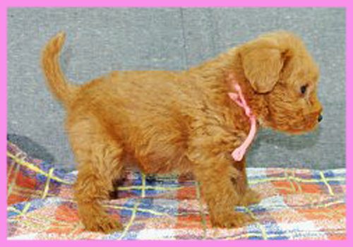 ミックス　シュナプー　メス　子犬販売の専門店　AngelWan　横浜