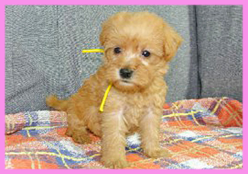 ミックス　シュナプー　メス　子犬販売の専門店　AngelWan　横浜