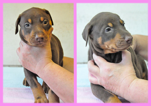 ドーベルマン チョコレートタン メス 子犬販売の専門店 AngelWan 横浜