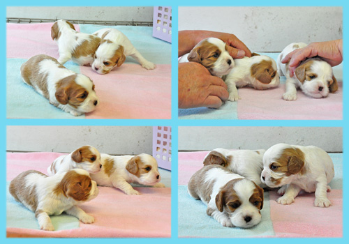 キャバリア　オス　子犬販売の専門店　AngelWan　横浜