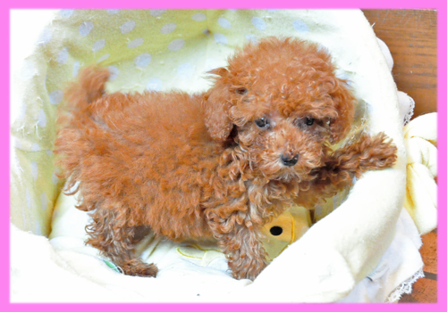 トイプードル レッド メス 子犬販売の専門店 AngelWan 横浜
