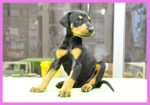 ドーベルマン　ブラックタン　メス　子犬販売の専門店　AngelWan　横浜