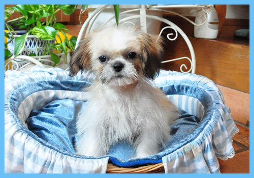 シーズー オス 子犬販売の専門店 AngelWan 横浜