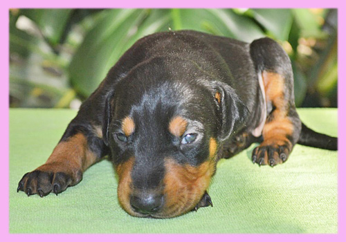 ドーベルマン　ブラックタン　メス　子犬販売の専門店　AngelWan　横浜
