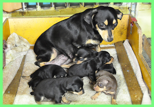 ミニチュアピンシャー　子犬販売の専門店　AngelWan　横浜