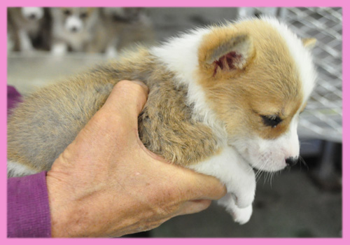 コーギー　メス　子犬販売の専門店　AngelWan　横浜