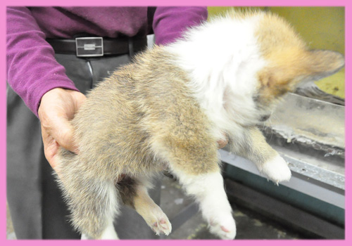 コーギー　メス　子犬販売の専門店　AngelWan　横浜