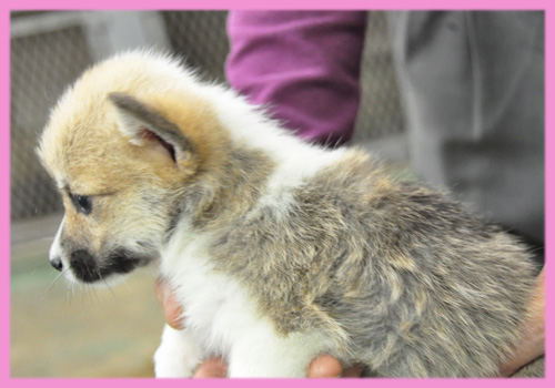 コーギー 子犬販売の専門店 AngelWan 横浜
