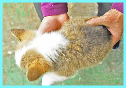コーギー オス 子犬販売の専門店 AngelWan 横浜