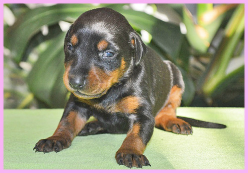 ドーベルマン　ブラックタン　メス　子犬販売の専門店　AngelWan　横浜