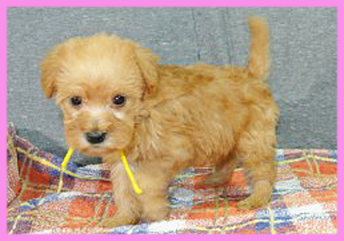 ミックス　シュナプー　メス　子犬販売の専門店　AngelWan　横浜