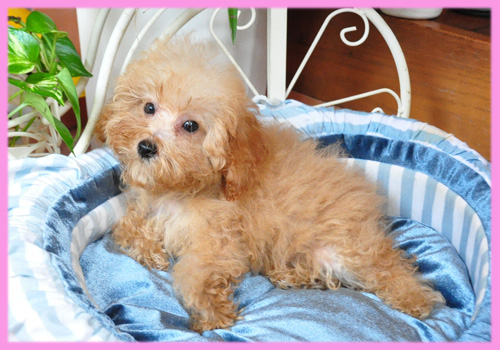 トイプードル アプリコット メス 子犬販売の専門店 AngelWan 横浜