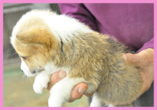 コーギー　メス　子犬販売の専門店　AngelWan　横浜